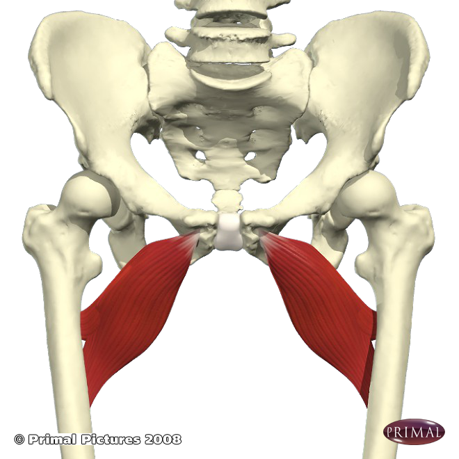 Groin Pull/Strain | Lakeland Chiropractic