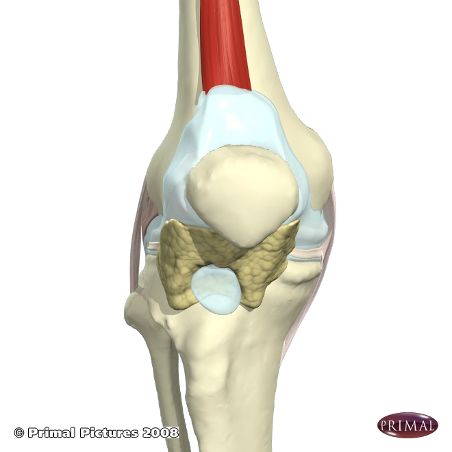 Jumpers knee Lakeland Chiropractic