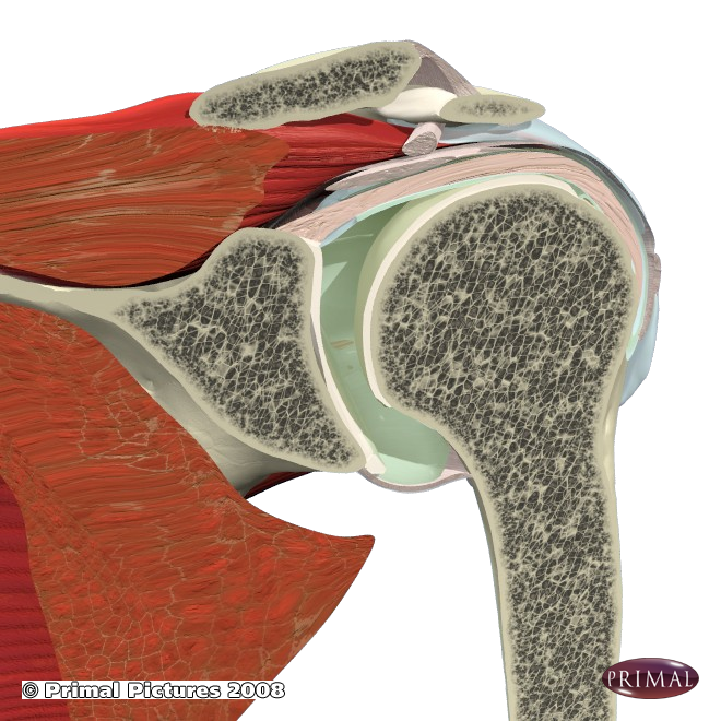 Post-surgical Rehabilitation 